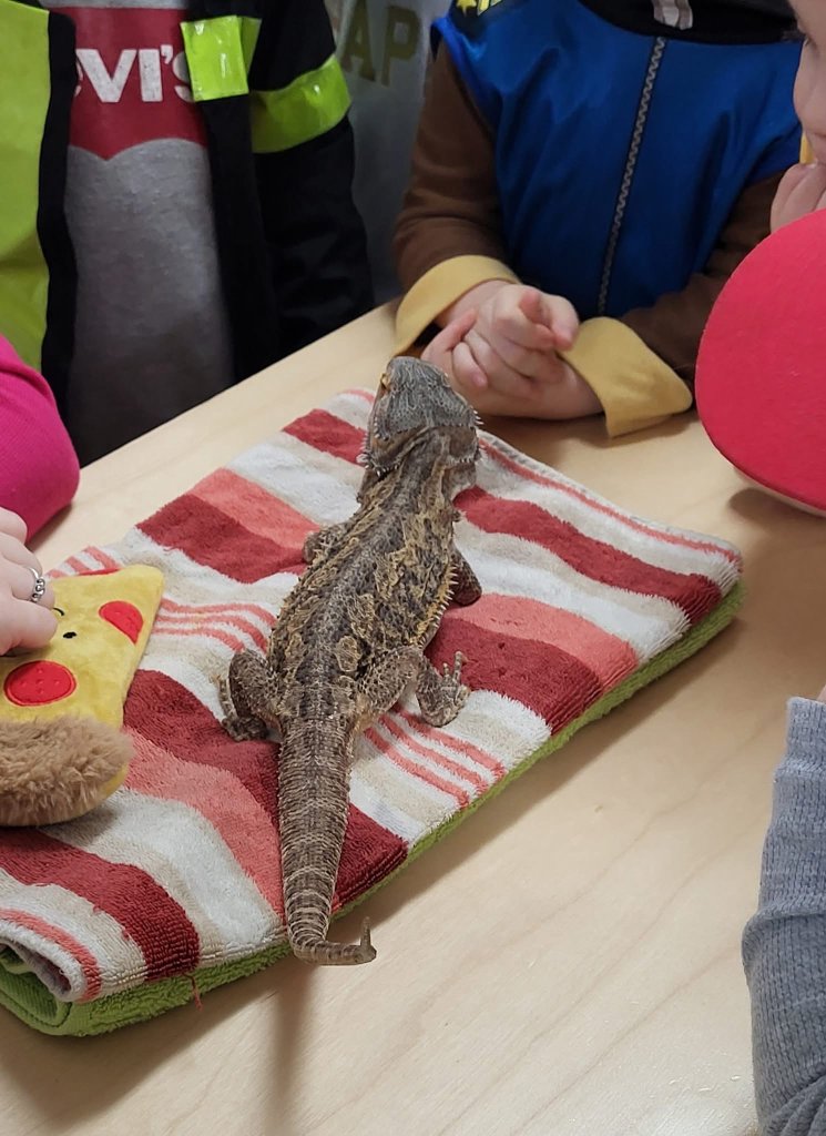 Children looking at a bearded dragon