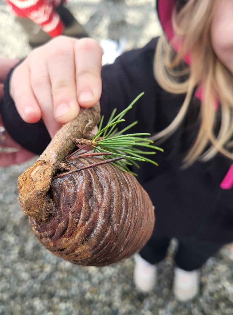 Child holding a pine cone on an outdoor walk