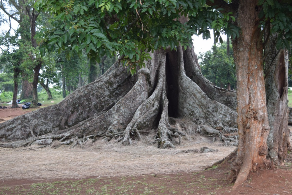 The Nakayima Tree — Mubende Hill