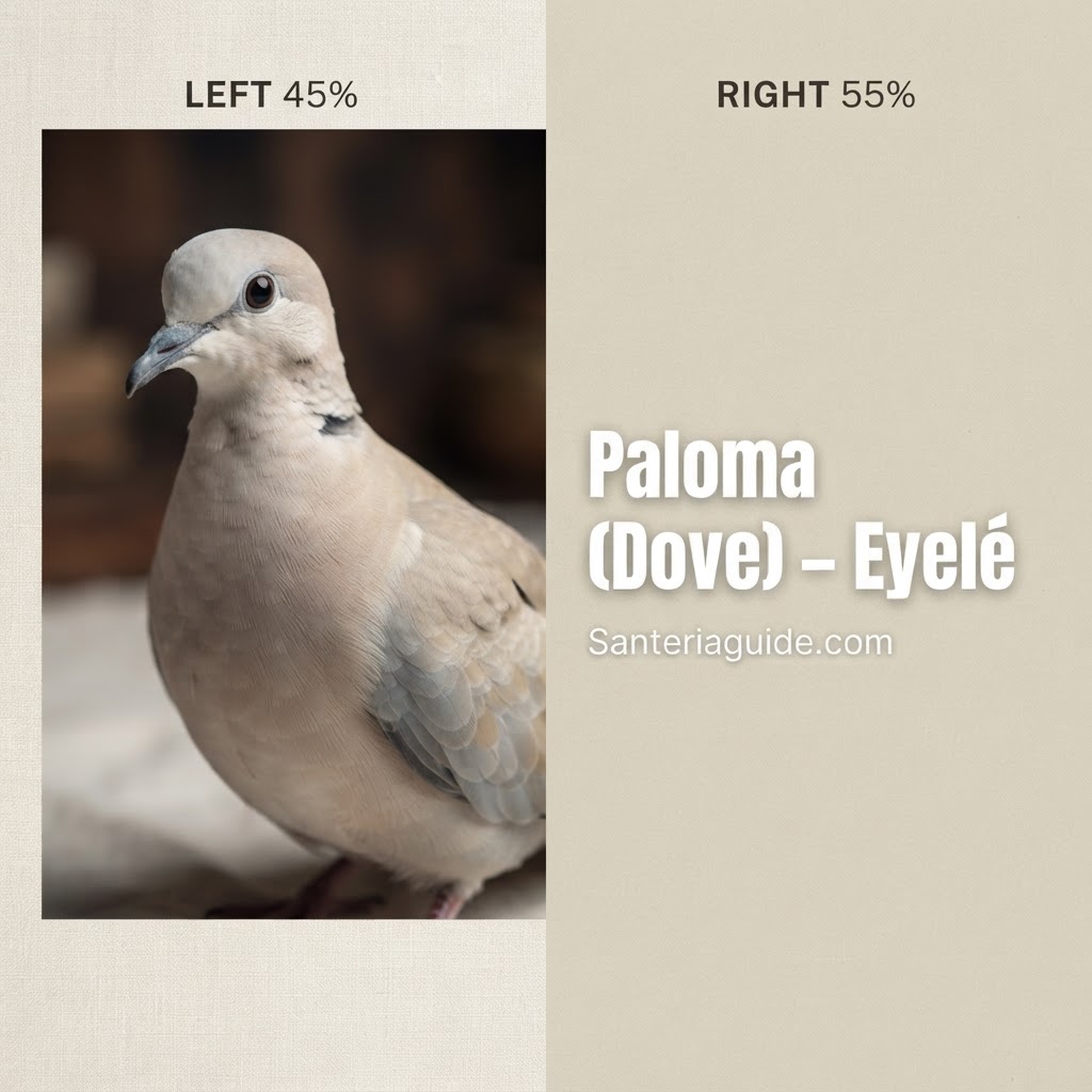 Paloma (Dove) – Eyelé — Santeriaguide.com