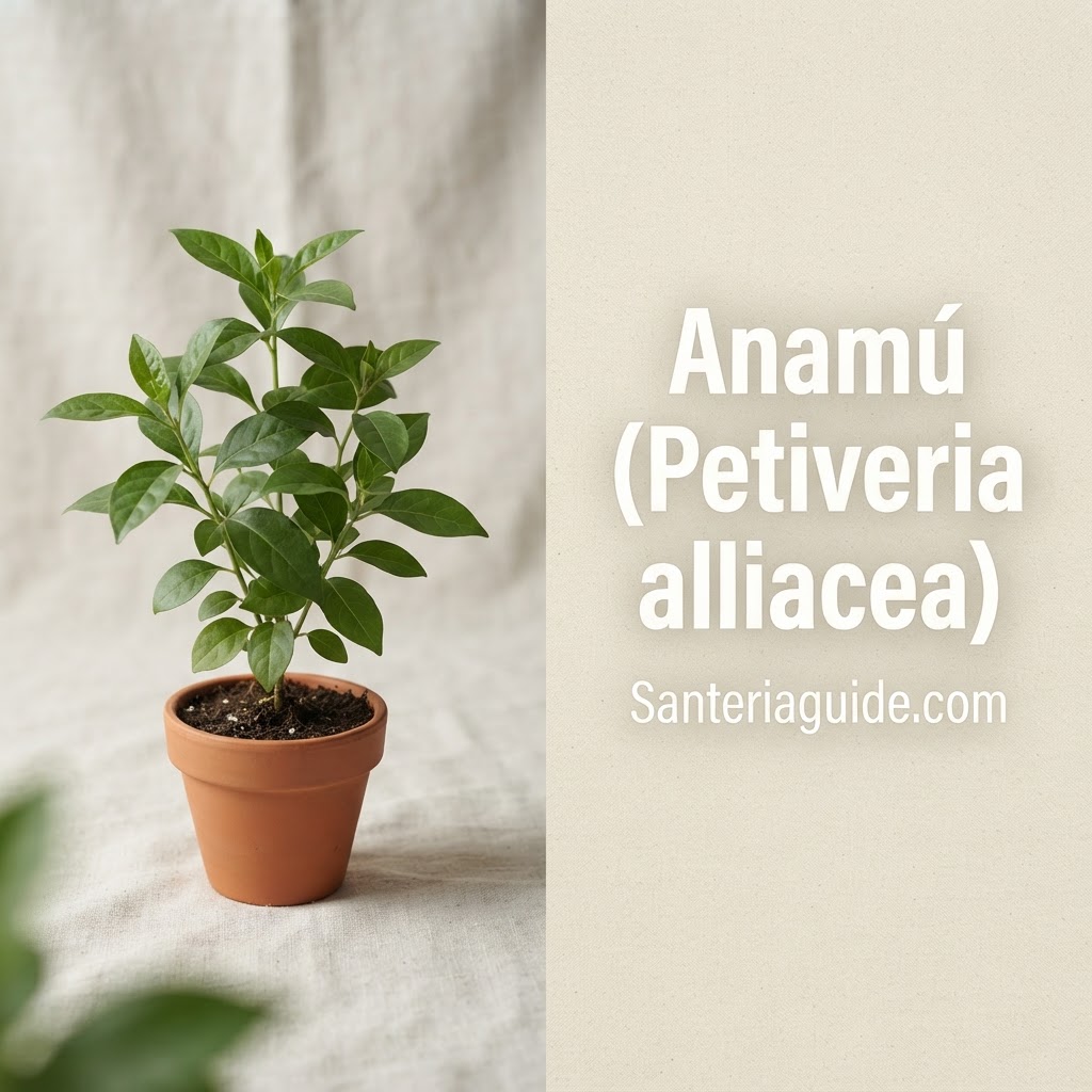 Anamú (Petiveria alliacea) — Santeriaguide.com