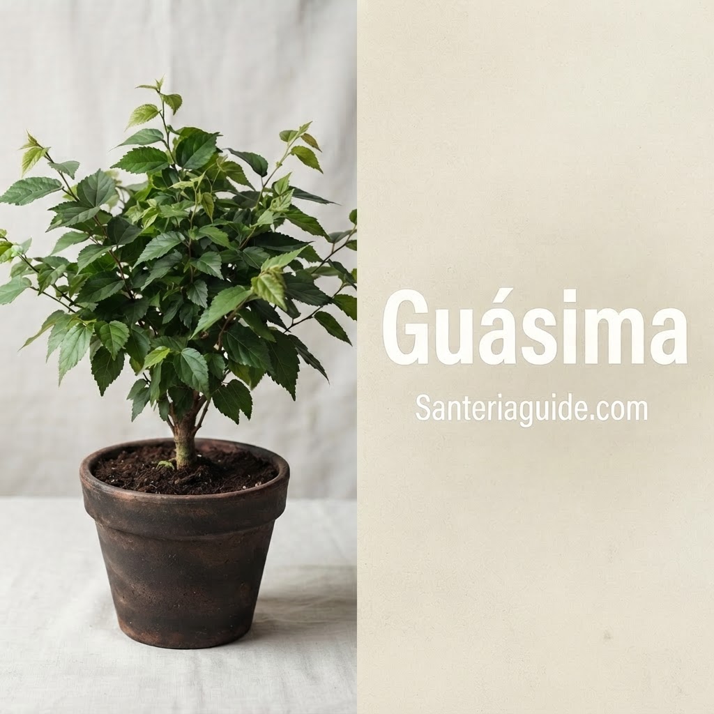 Guásima — Santeriaguide.com