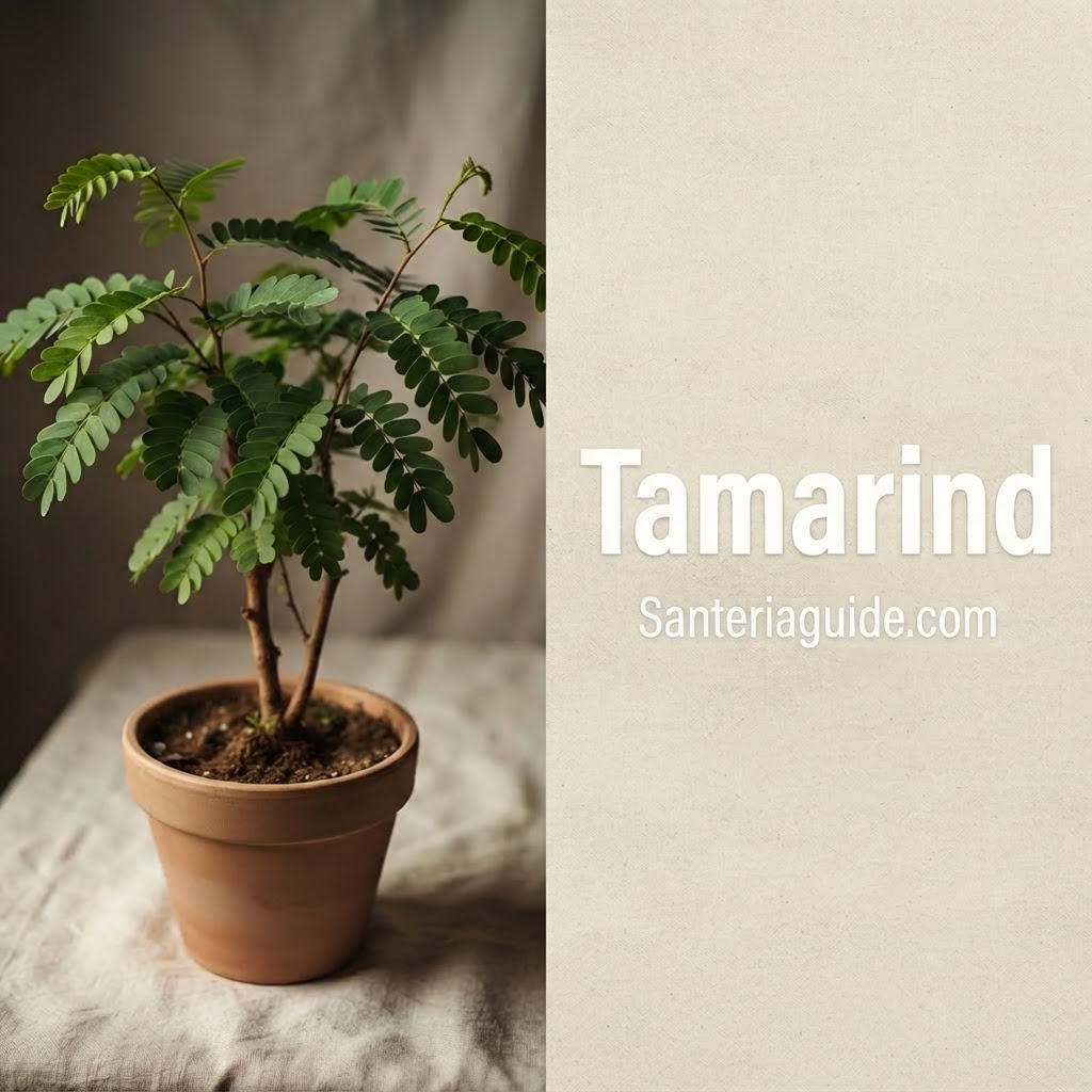 Tamarindo — Santeriaguide.com