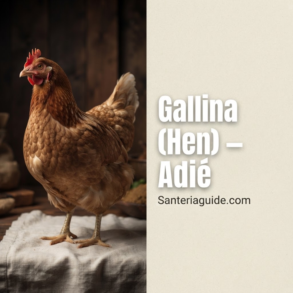 Gallina (Hen) – Adié — Santeriaguide.com