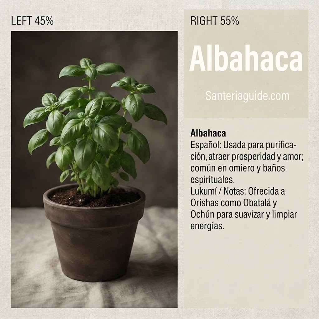 Albahaca — Santeriaguide.com