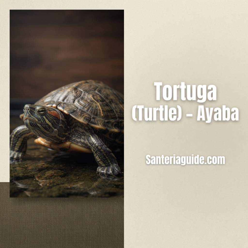 Tortuga (Turtle) – Ayaba — Santeriaguide.com