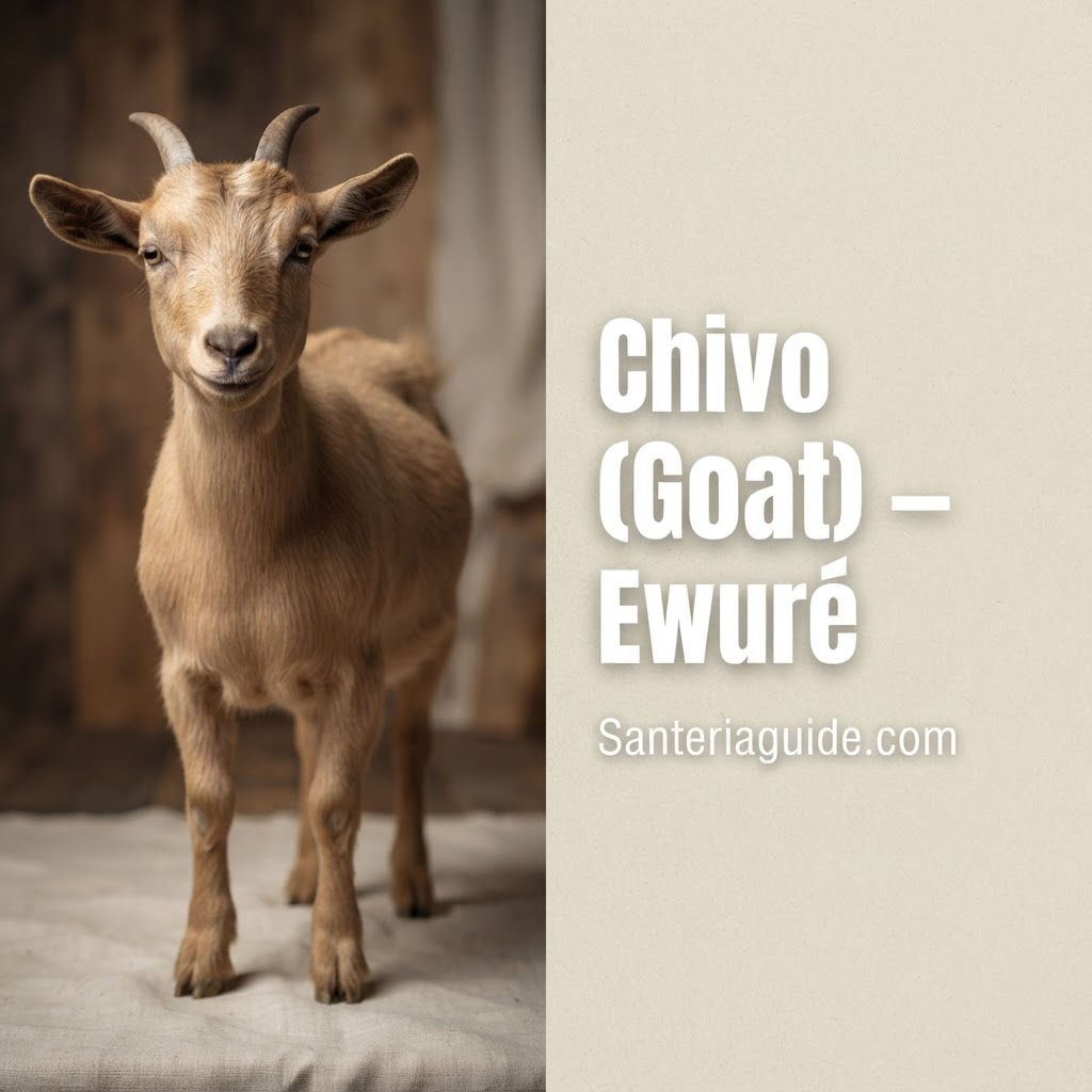 Chivo (Goat) – Ewuré — Santeriaguide.com