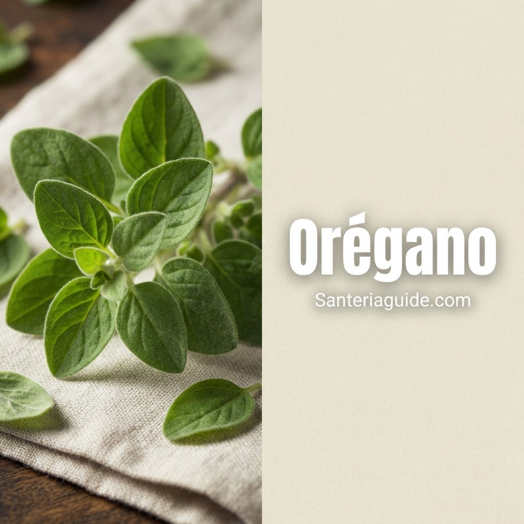 Orégano — Santeriaguide.com