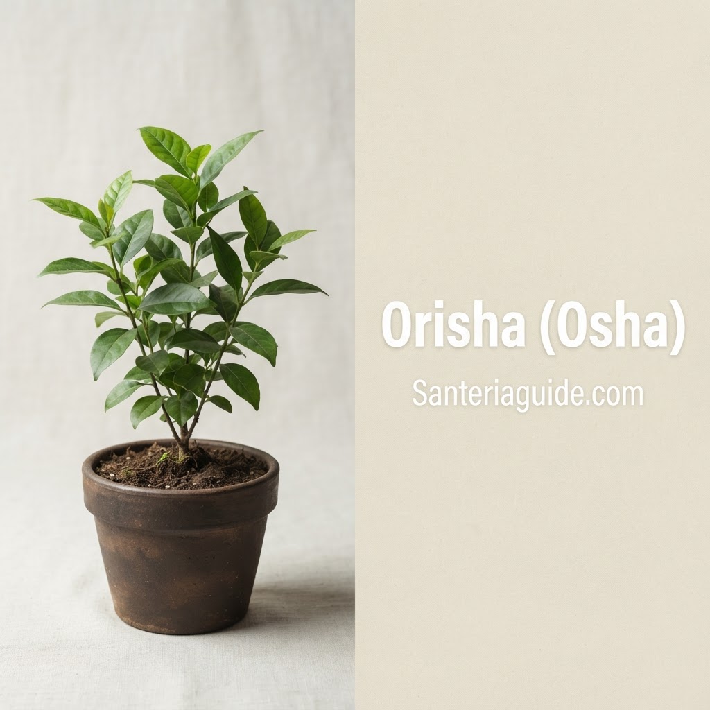 Orisha (Osha) — Santeriaguide.com