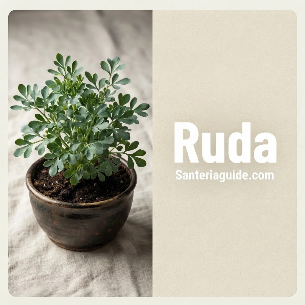 Ruda — Santeriaguide.com