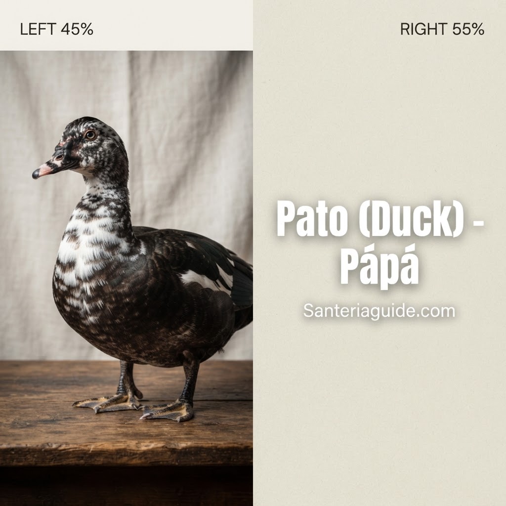 Pato (Duck) – Pápá — Santeriaguide.com