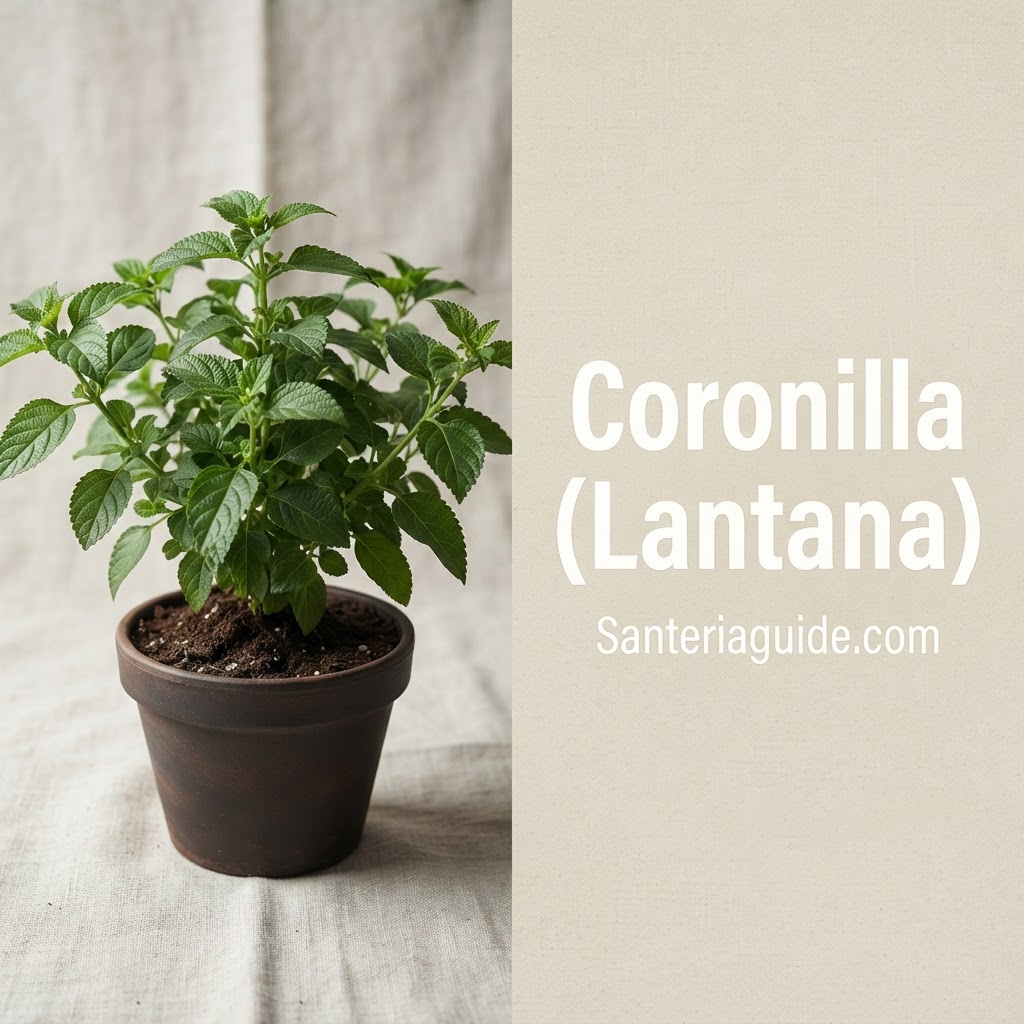 Coronilla (Lantana) — Santeriaguide.com