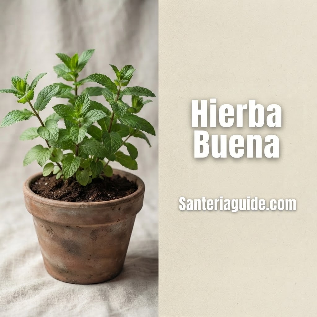 Hierba Buena — Santeriaguide.com