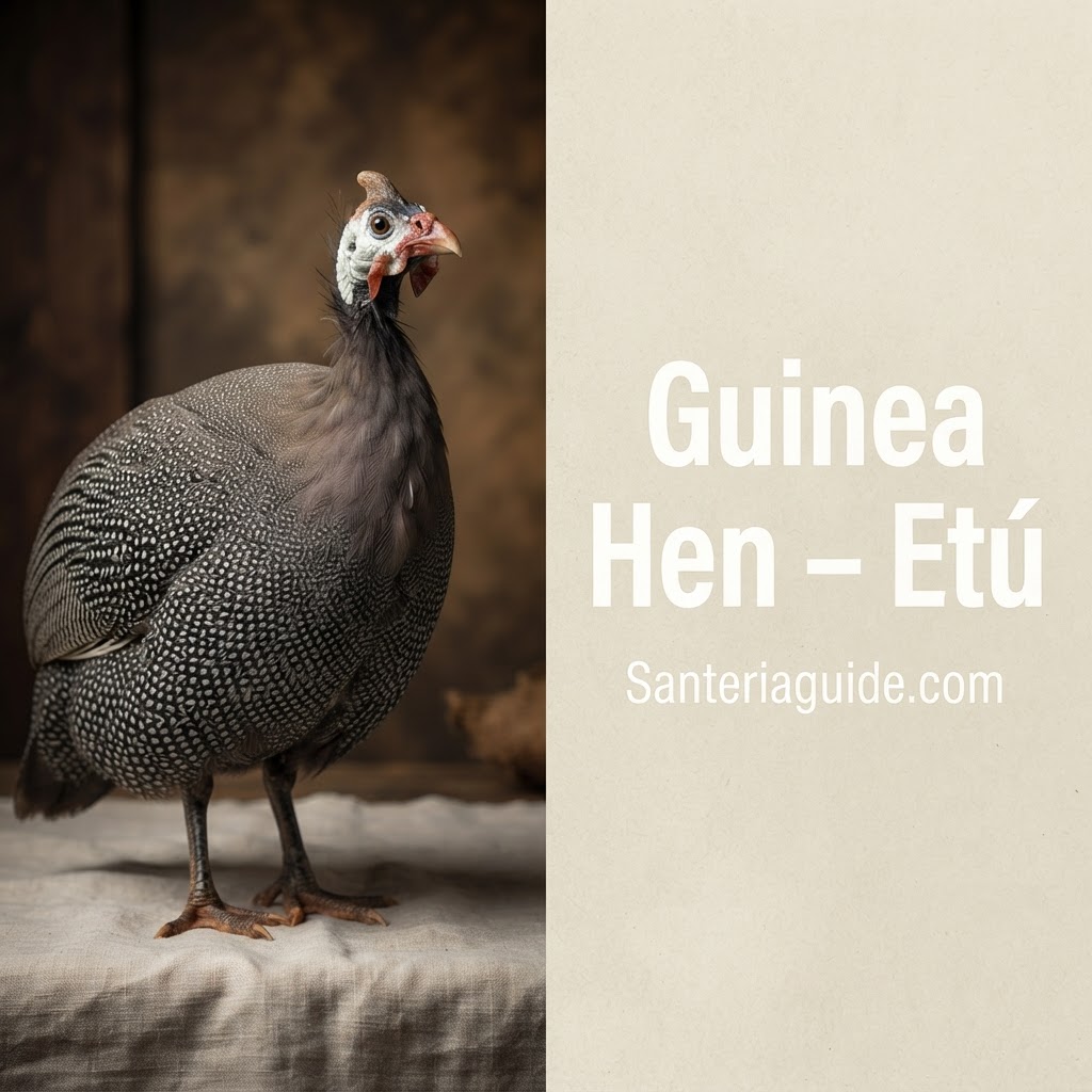 Guinea Hen – Etú — Santeriaguide.com