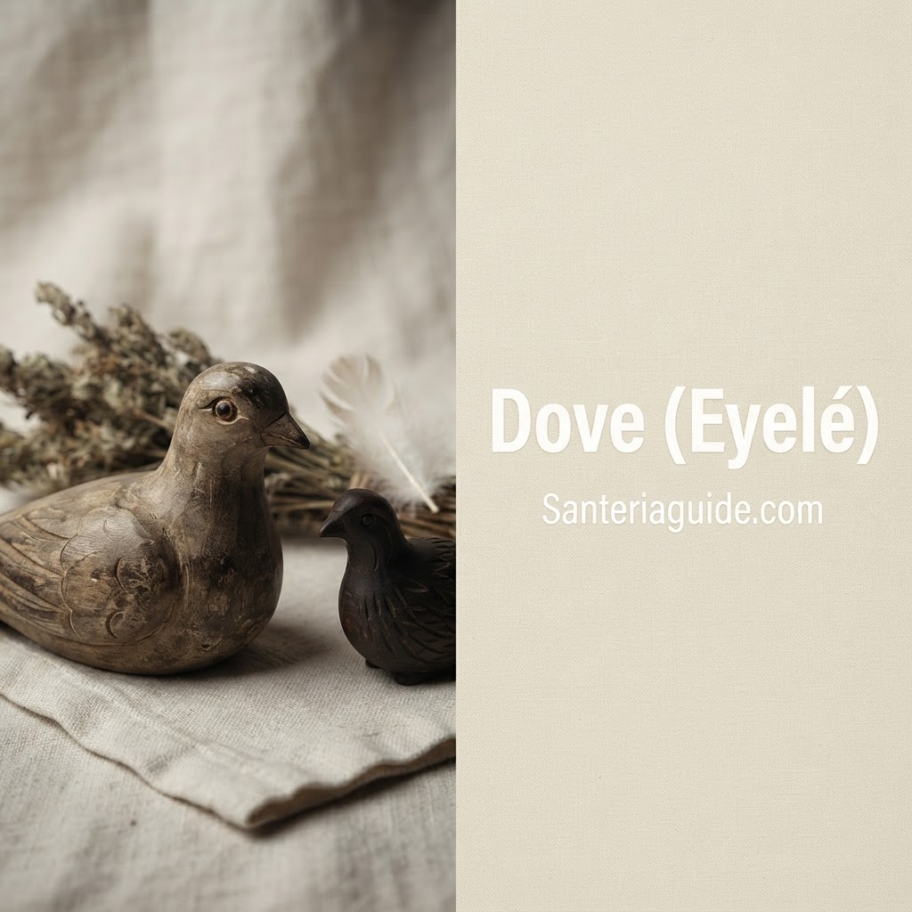 Dove (Eyelé) — Santeriaguide.com