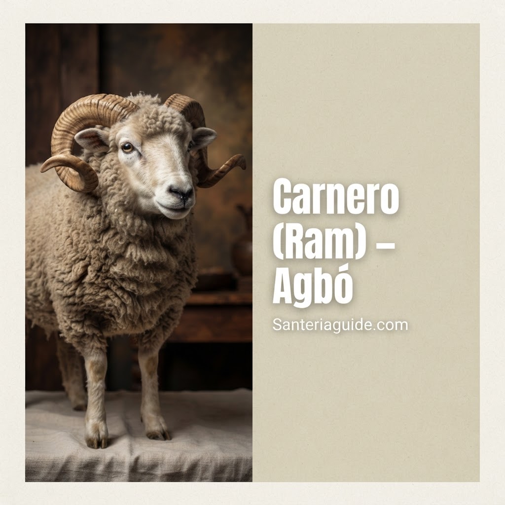 Carnero (Ram) – Agbó — Santeriaguide.com
