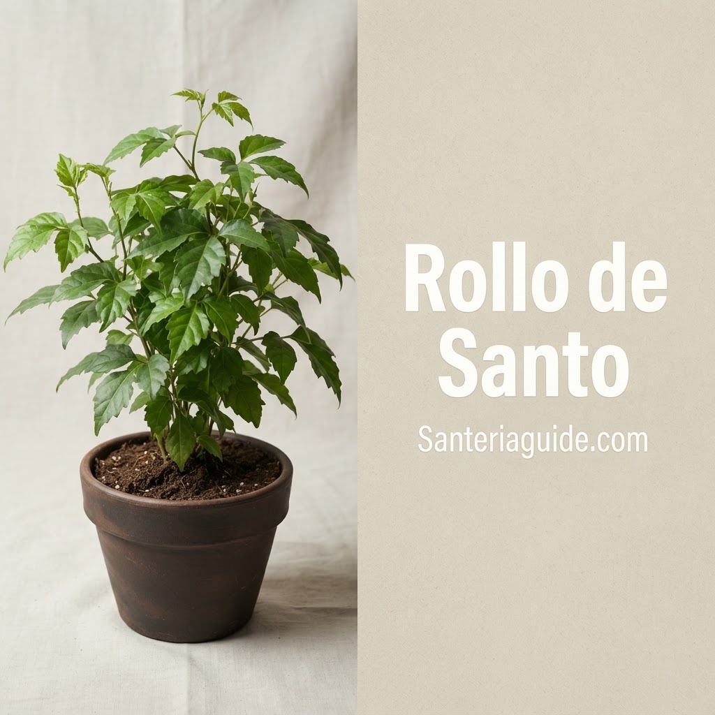 Rollo de Santo — Santeriaguide.com