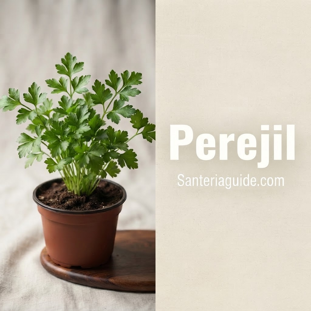 Perejil — Santeriaguide.com
