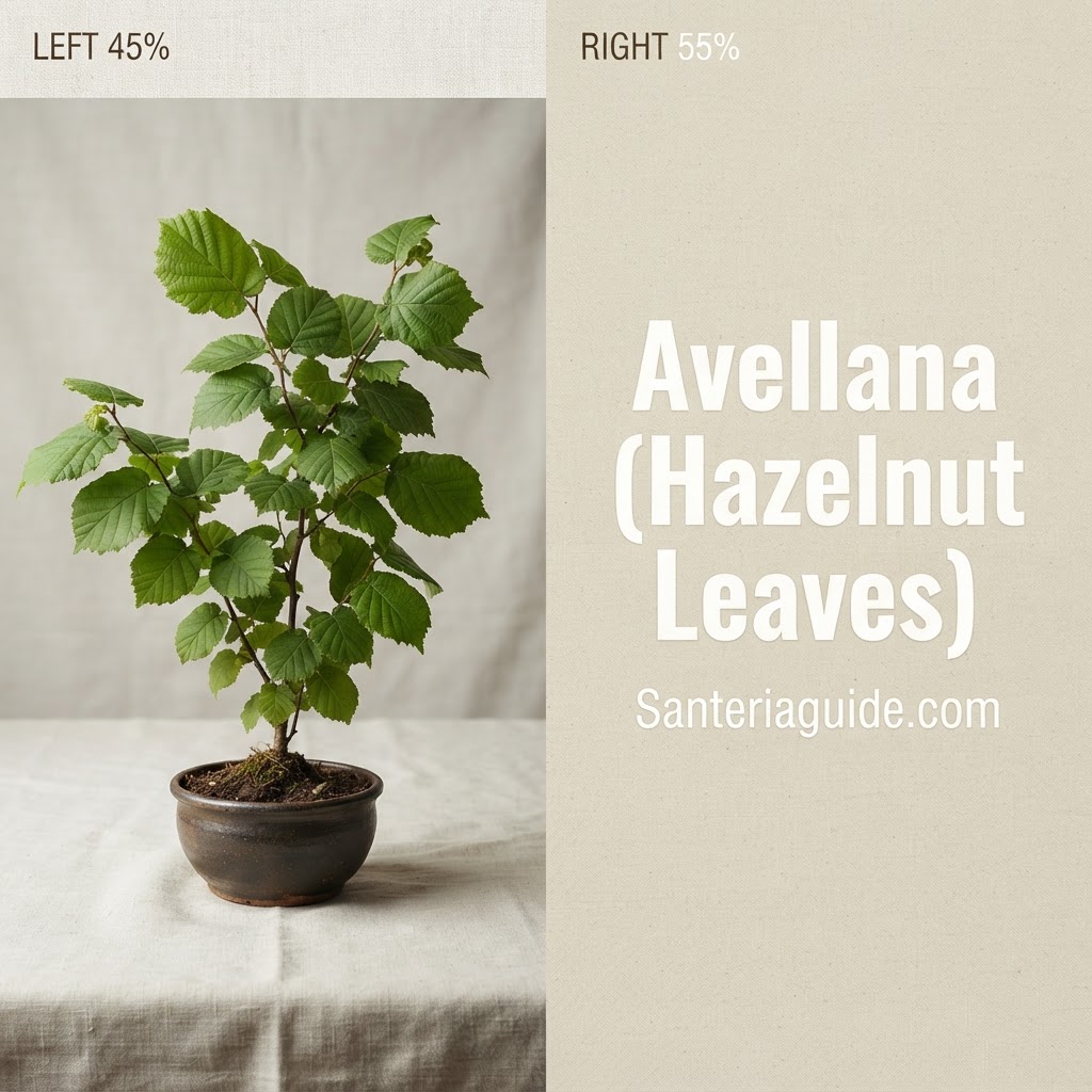 Avellana (Hazelnut Leaves) — Santeriaguide.com