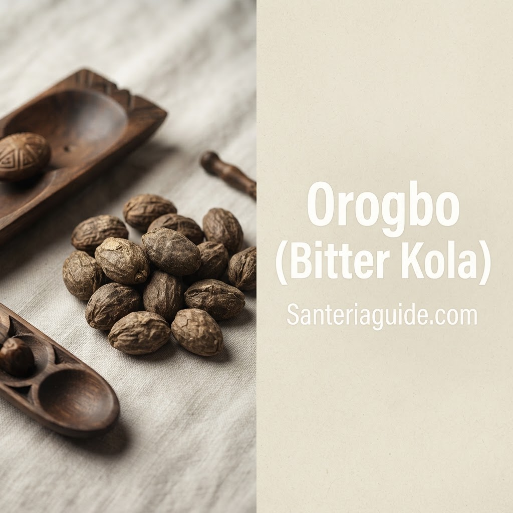 Orogbo (Bitter Kola) — Santeriaguide.com