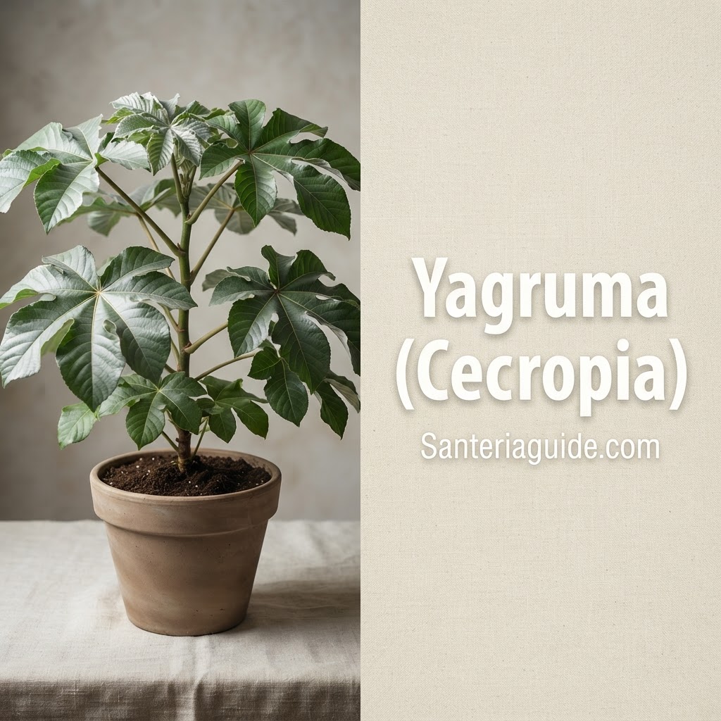 Yagruma (Cecropia) — Santeriaguide.com