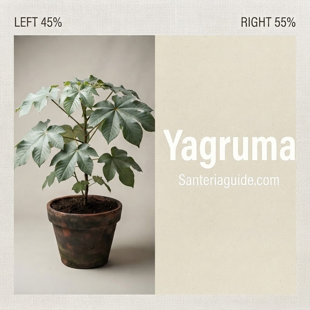 Yagruma — Santeriaguide.com