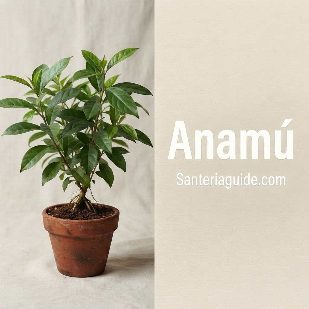 Anamú — Santeriaguide.com