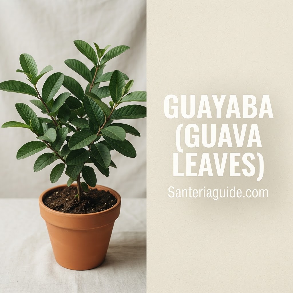 Guayaba (Guava Leaves) — Santeriaguide.com