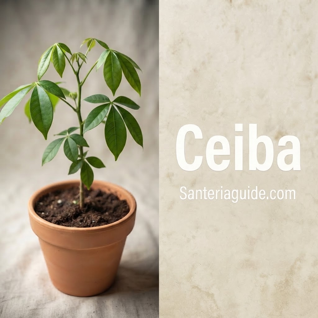 Ceiba — Santeriaguide.com