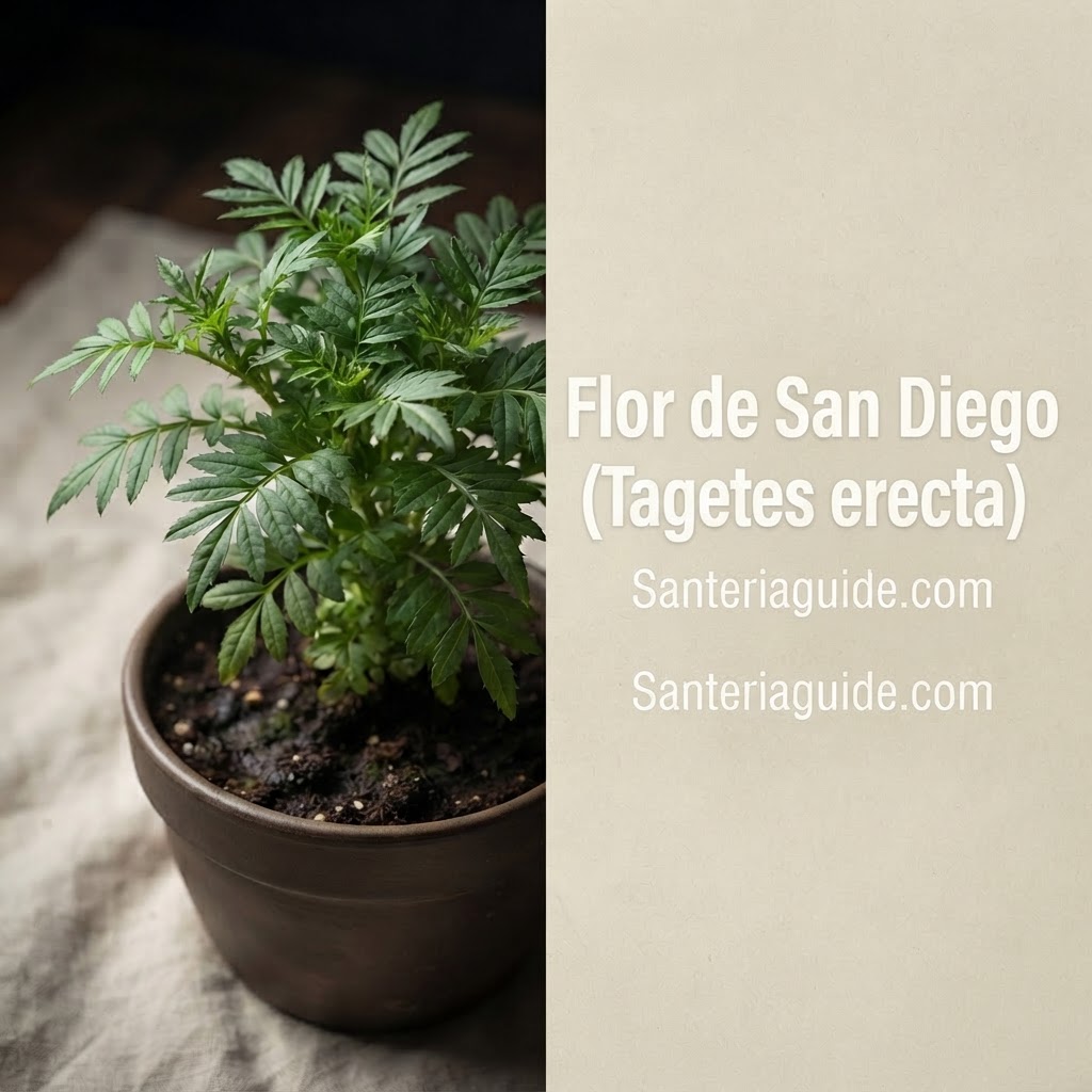 Flor de San Diego (Tagetes erecta) — Santeriaguide.com