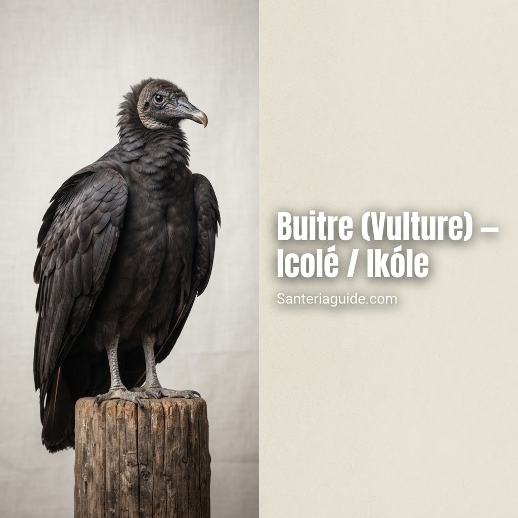 Buitre (Vulture) – Icolé / Ikóle — Santeriaguide.com