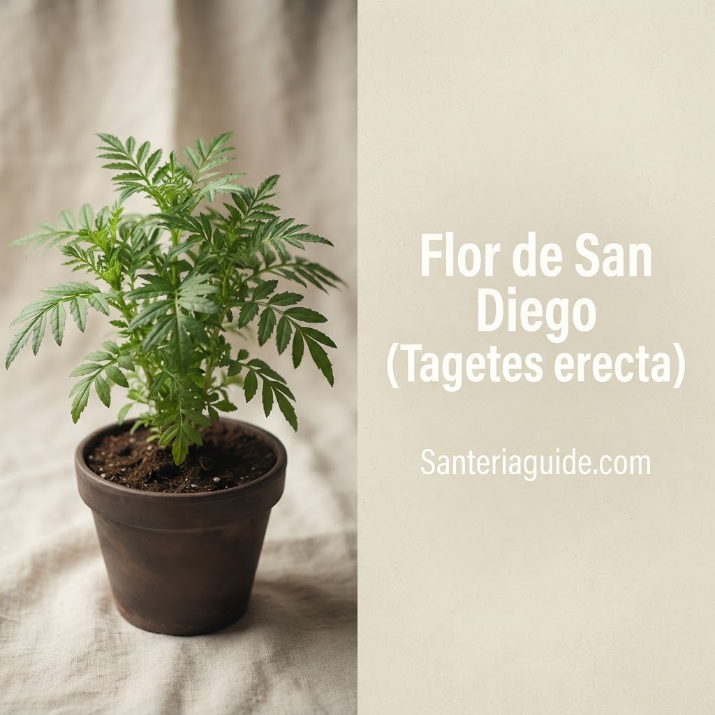 Flor de San Diego (Tagetes erecta) — Santeriaguide.com