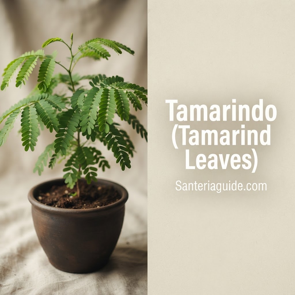 Tamarindo (Tamarind Leaves) — Santeriaguide.com