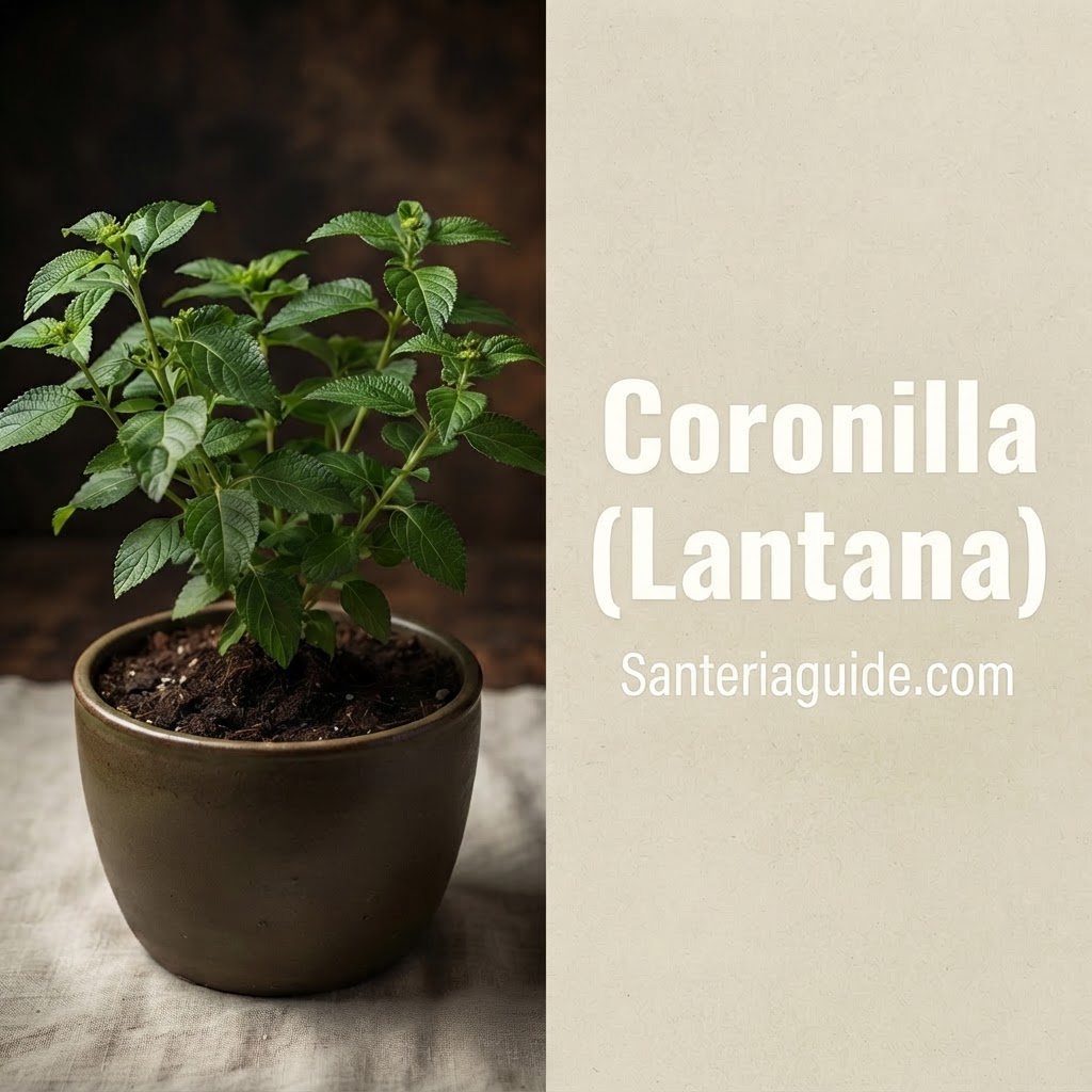 Coronilla (Lantana) — Santeriaguide.com