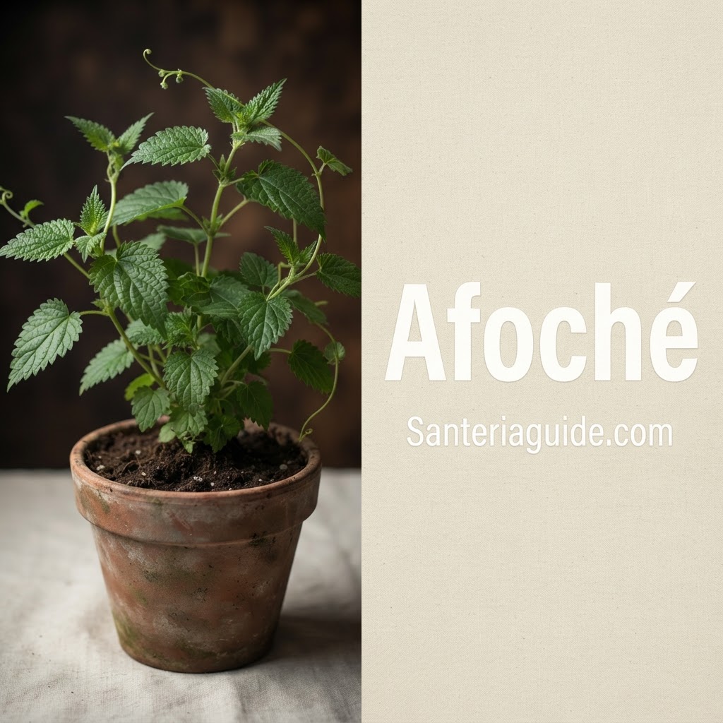 Afoché — Santeriaguide.com