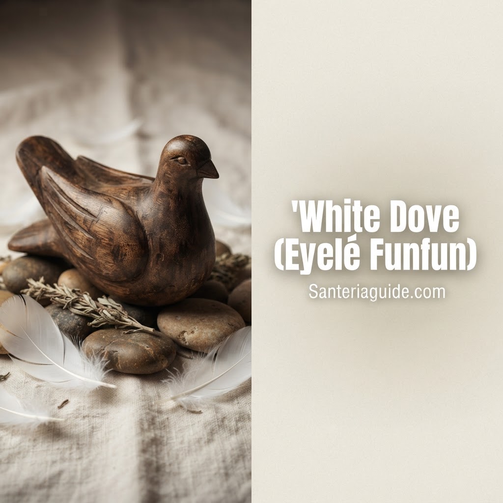White Dove (Eyelé Funfun) — Santeriaguide.com