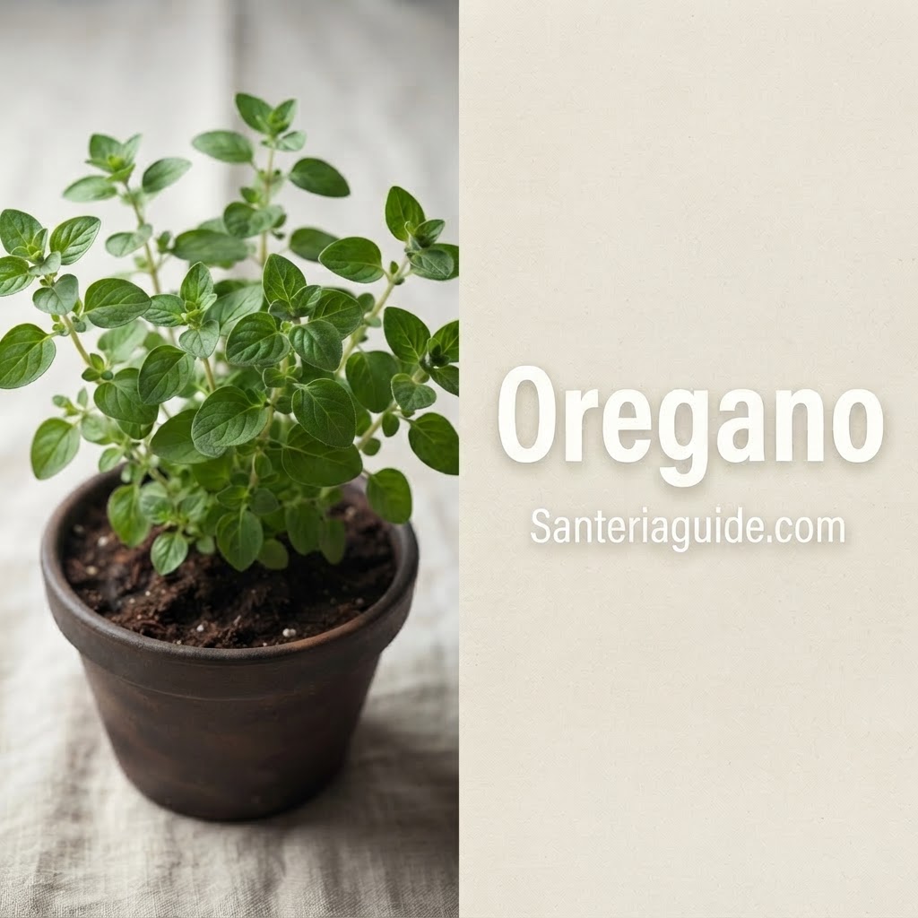 Orégano — Santeriaguide.com