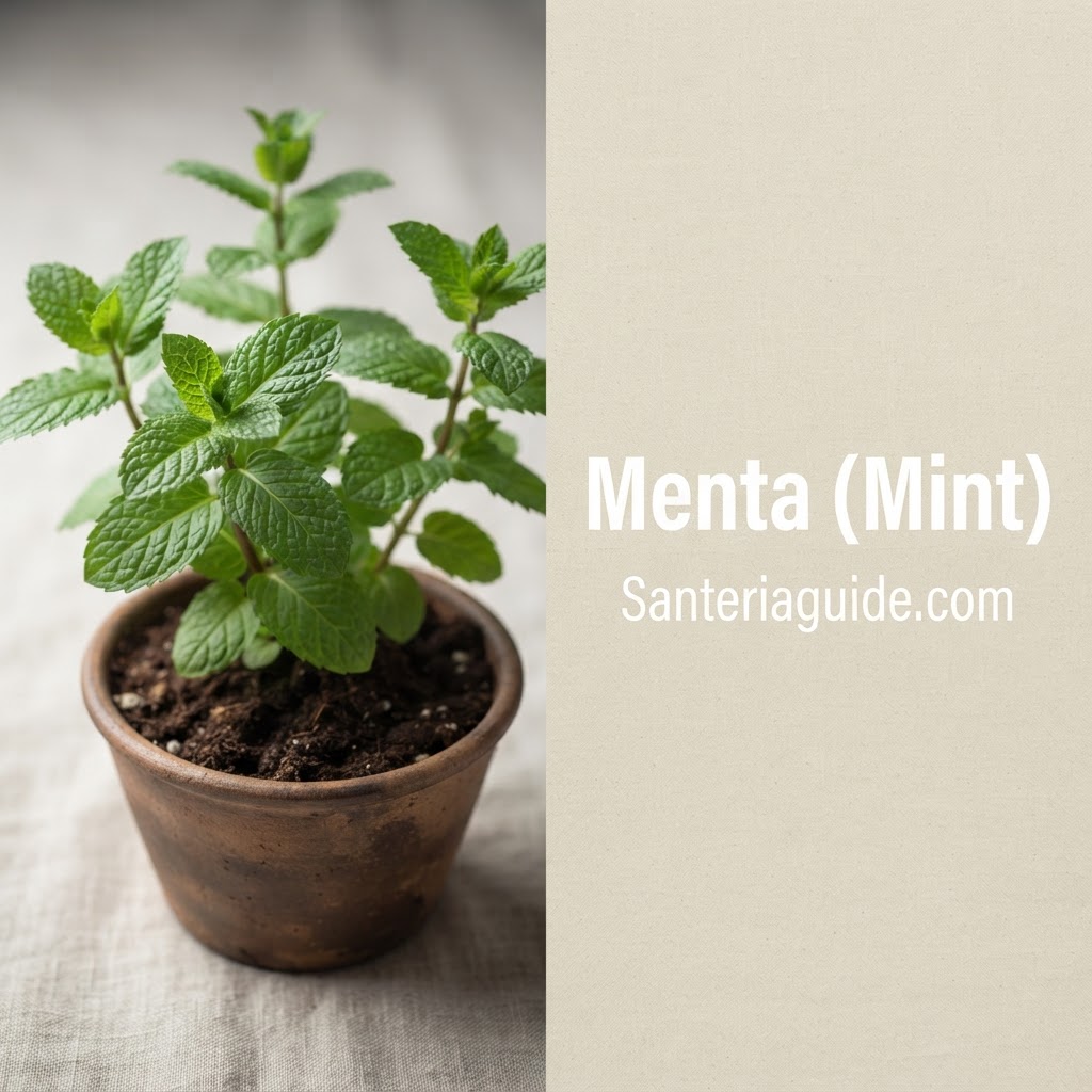 Menta (Mint) — Santeriaguide.com