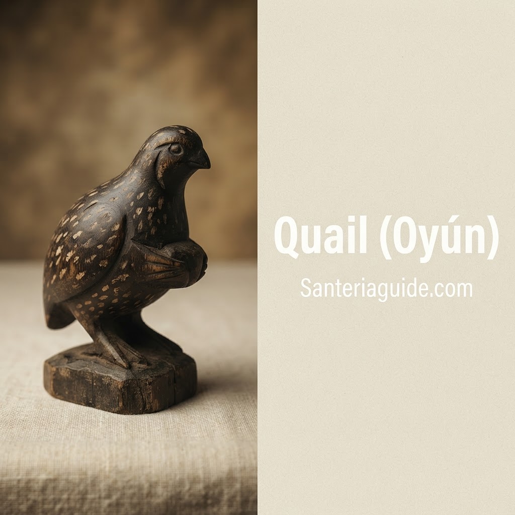 Quail (Oyún) — Santeriaguide.com