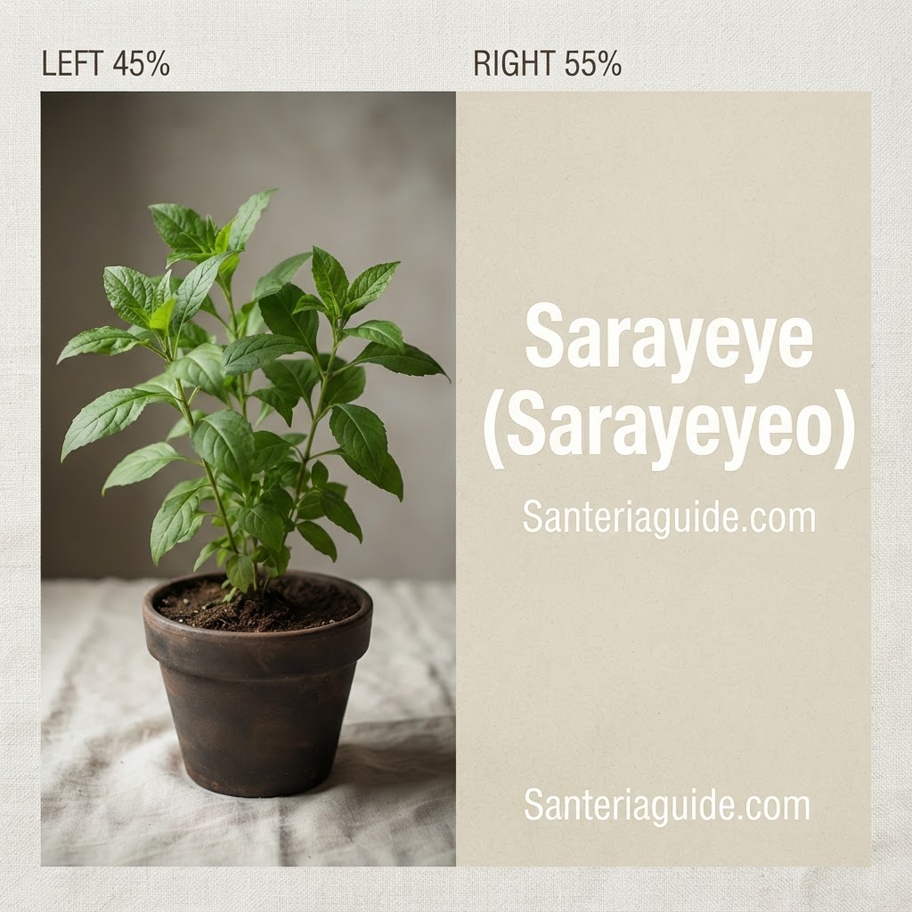 Sarayeye (Sarayeyeo) — Santeriaguide.com