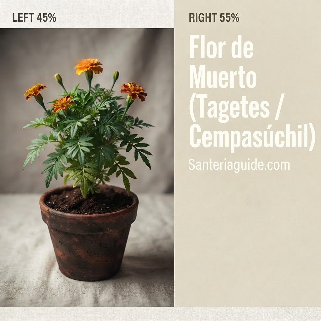 Flor de Muerto (Tagetes / Cempasúchil) — Santeriaguide.com