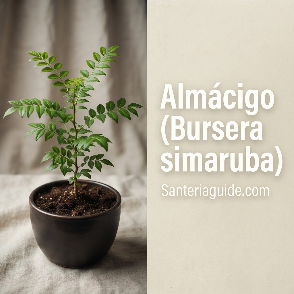 Almácigo (Bursera simaruba) — Santeriaguide.com