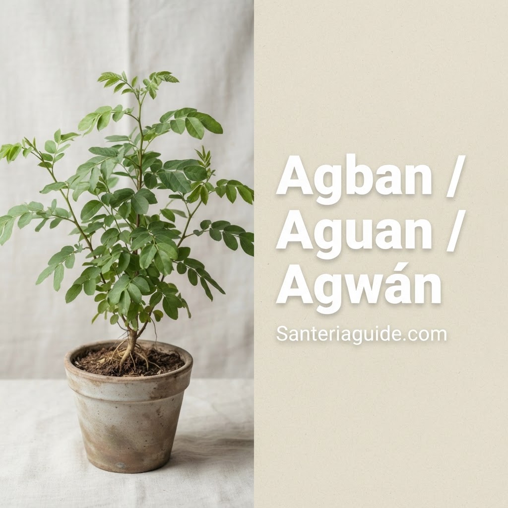 Agban / Aguan / Agwán — Santeriaguide.com