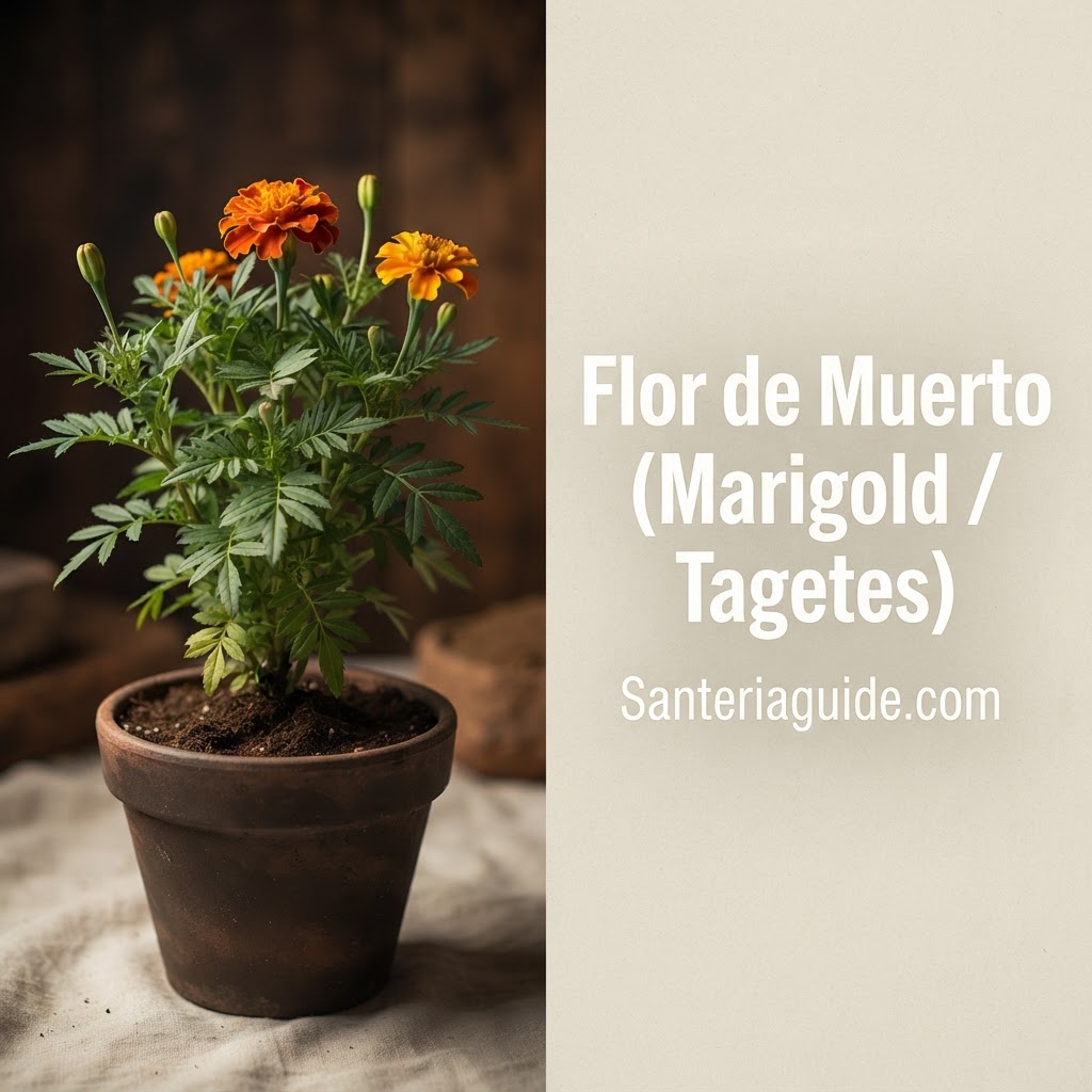 Flor de Muerto (Marigold / Tagetes) — Santeriaguide.com