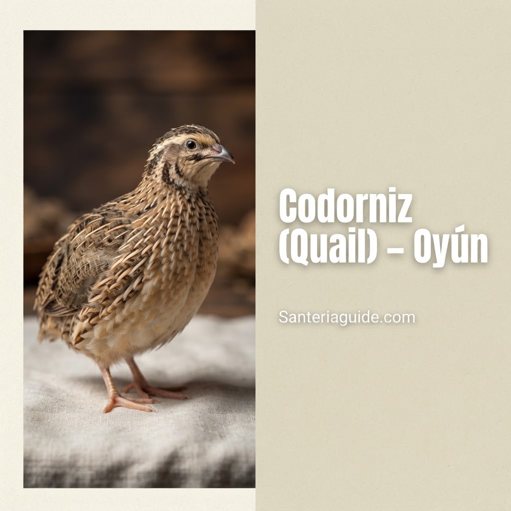 Codorniz (Quail) – Oyún — Santeriaguide.com