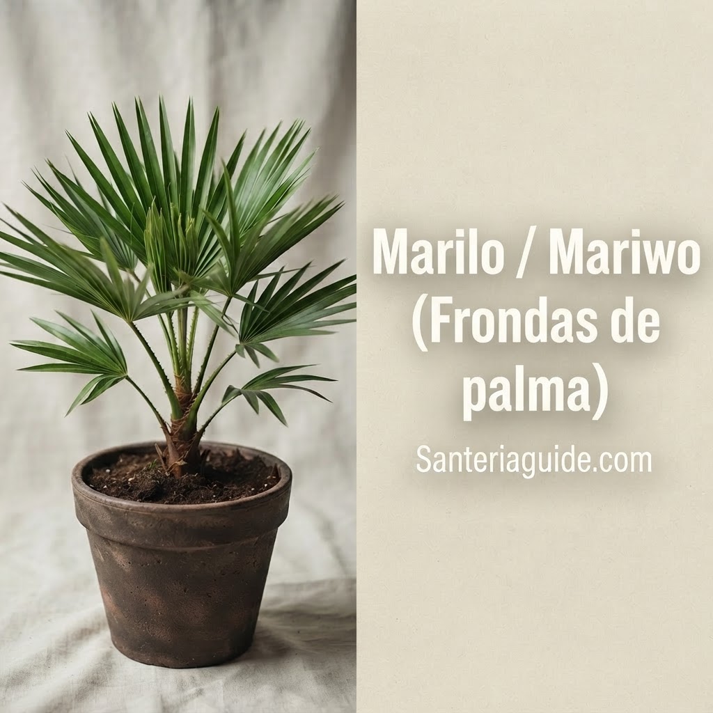 Marilo / Mariwo (Frondas de palma) — Santeriaguide.com