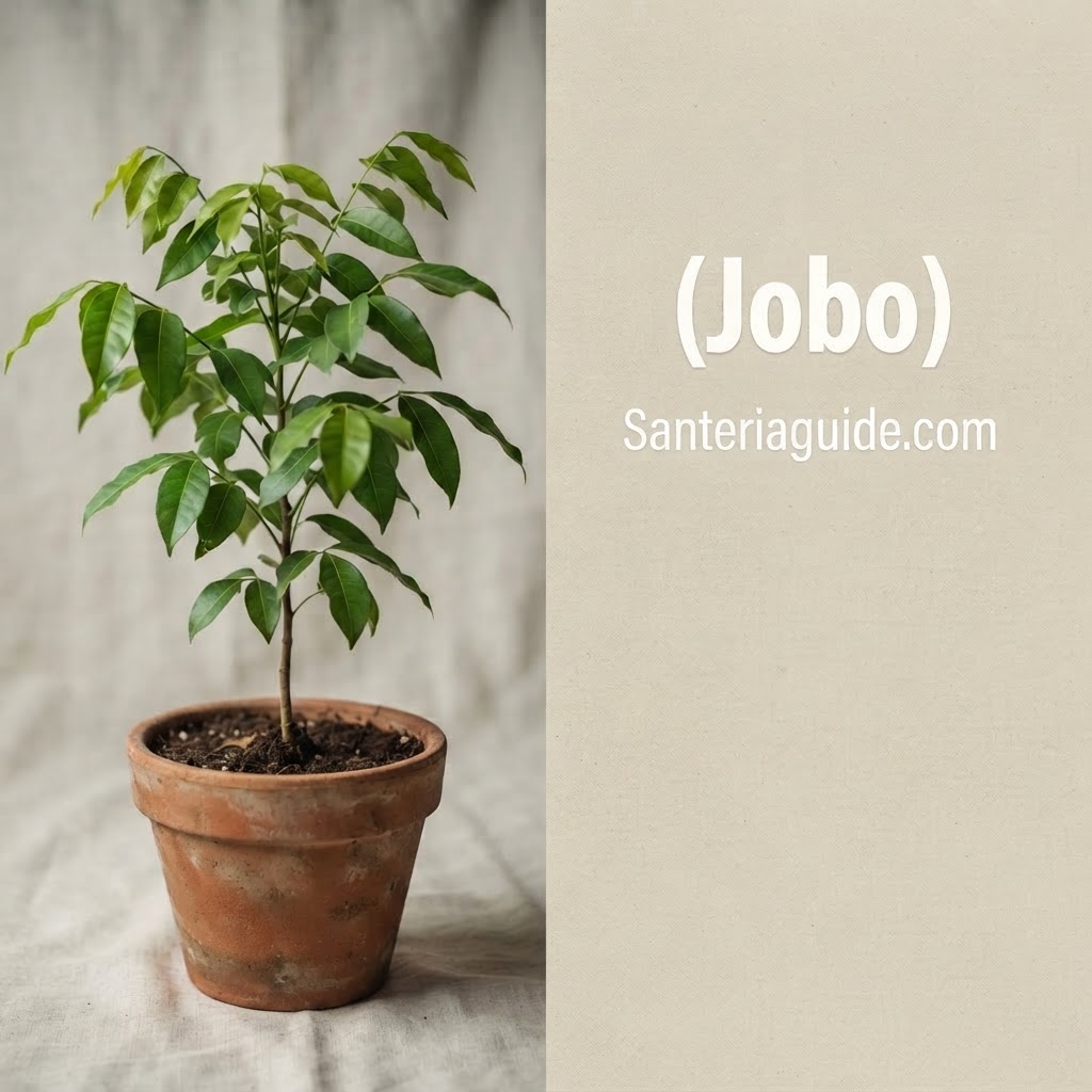 Jobo — Santeriaguide.com