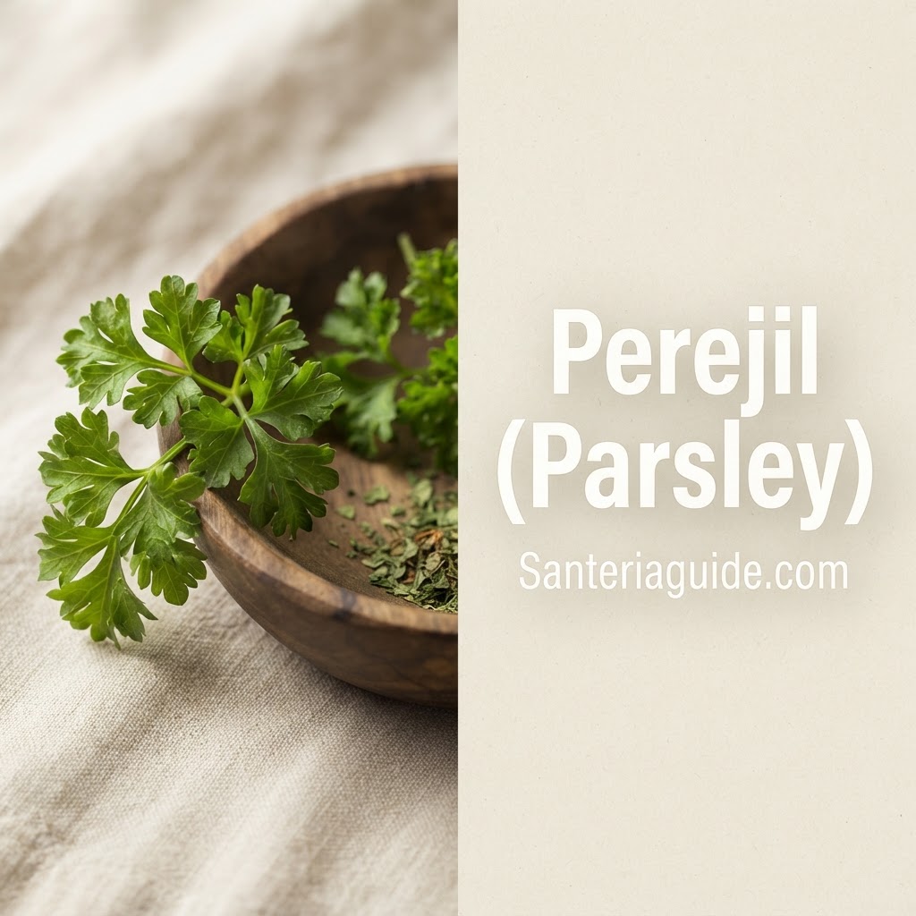 Perejil (Parsley) — Santeriaguide.com