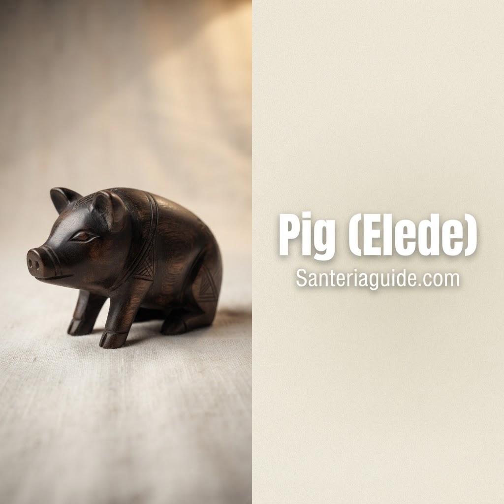 Pig (Elede) — Santeriaguide.com