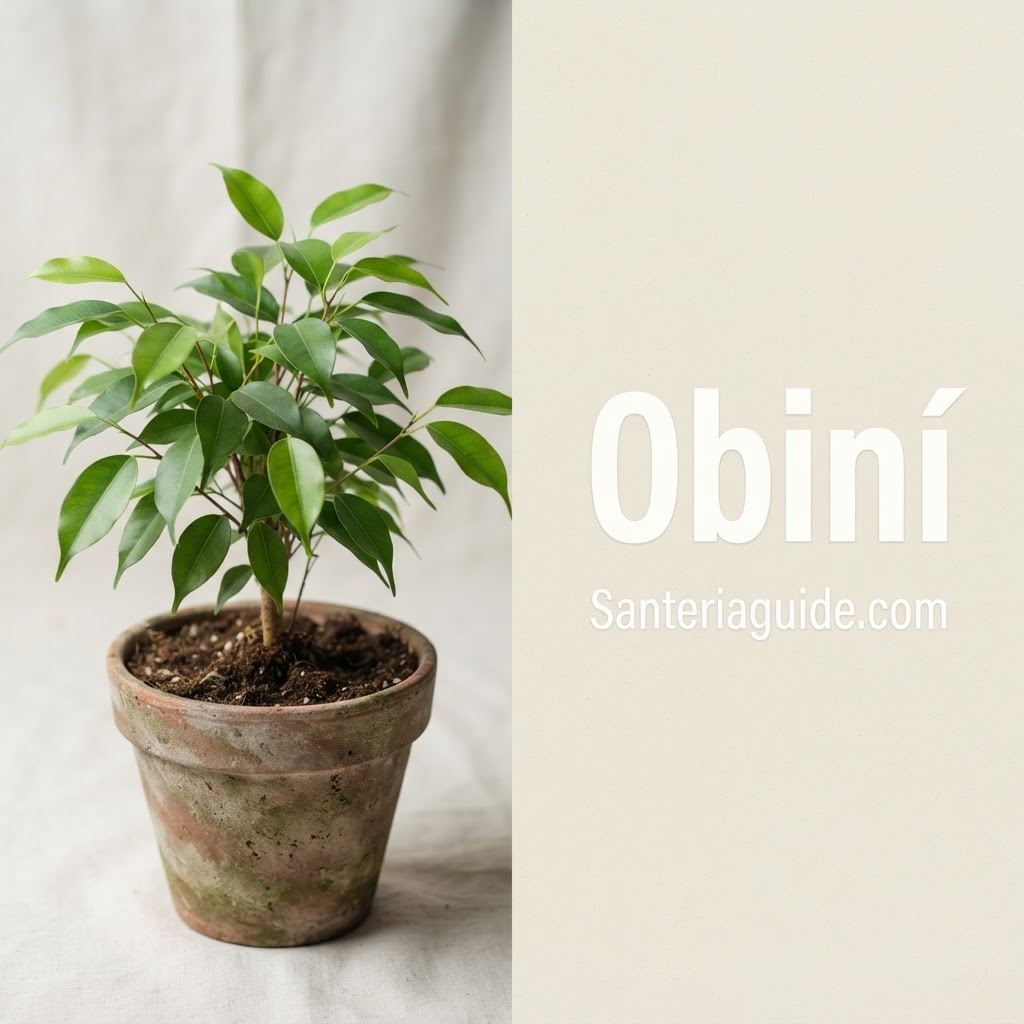 Obiní — Santeriaguide.com